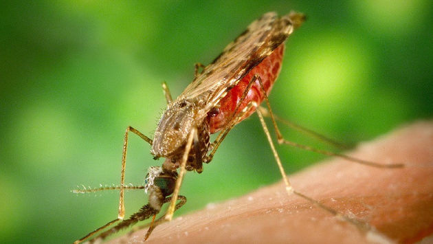 PHOTO: Malaria affects thousands of American travelers a year according to a new study. (photo via Pixabay/ArtsyBee)