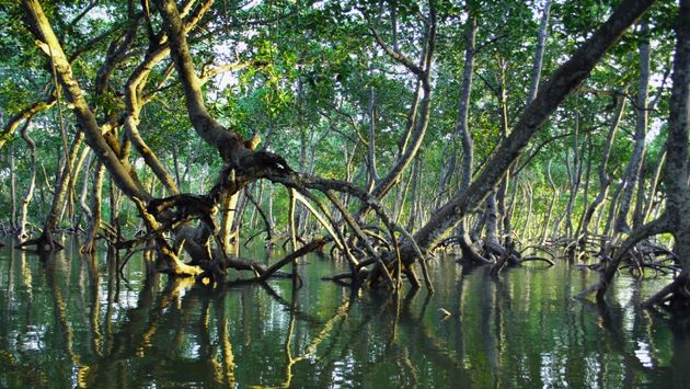 Los manglares son ecosistemas que se encuentran en el límite de la tierra y el mar