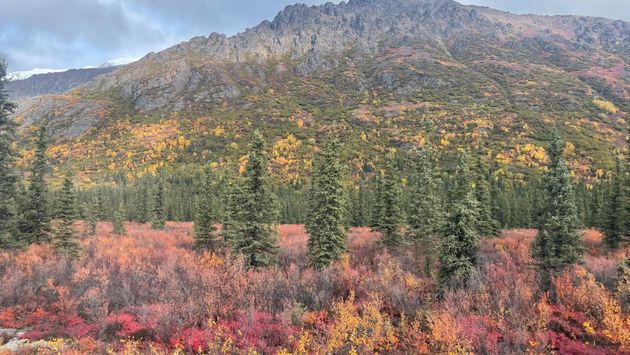 fall, foliage, colors, Denali, Alaska