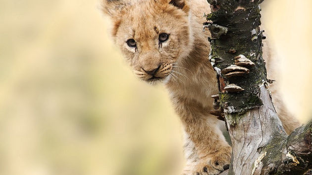 A lion in Tanzania