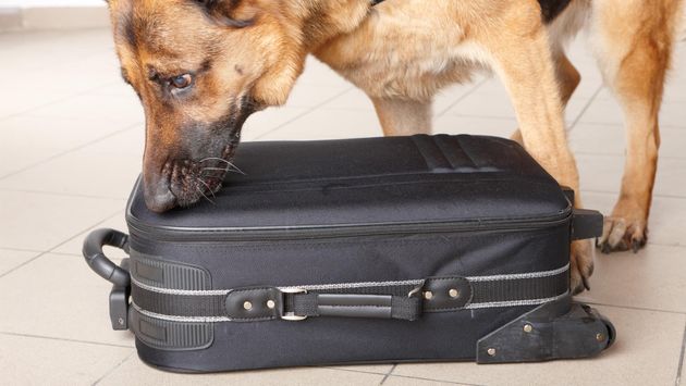 Airport dog sniff, police dog, tsa