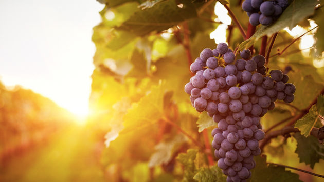 The Argentine soil makes it a privileged place for the cultivation of the grapes with which the best wines in the world are produced.  (Photo via Rostislav_Sedlacek/iStock/Getty Images Plus).
