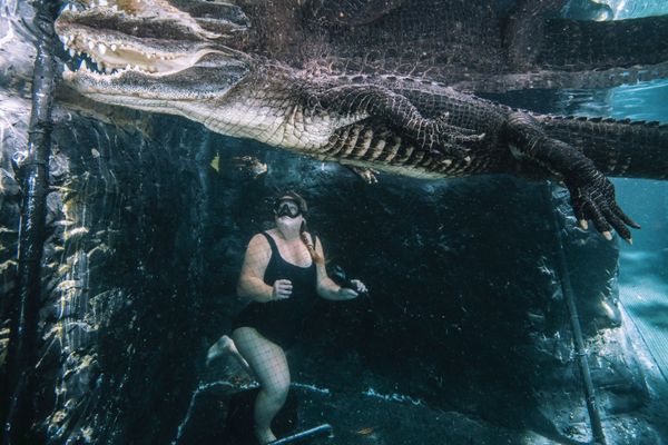 Shark Diving, Cave Swimming and Unique Adventures in Florida