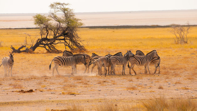 Zebras viewed during a Namibia safari