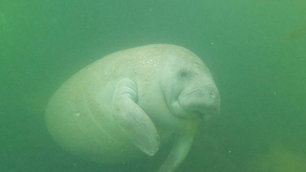 Swimming with manatees, Florida