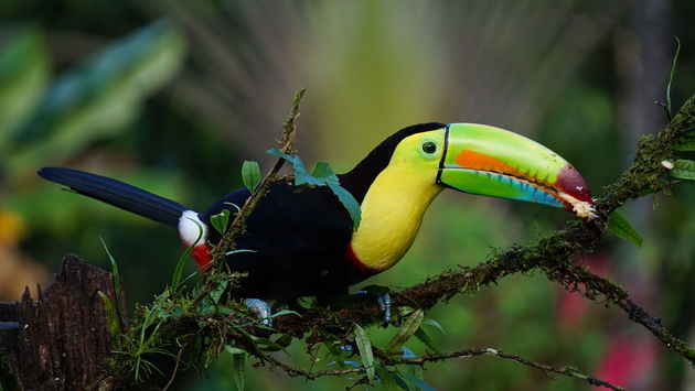 Tropical bird in the Costa Rican rainforest