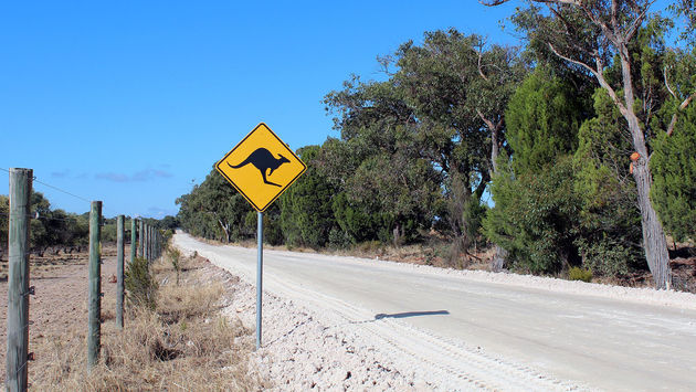 Road trip, Australia, Kangaroo crossing