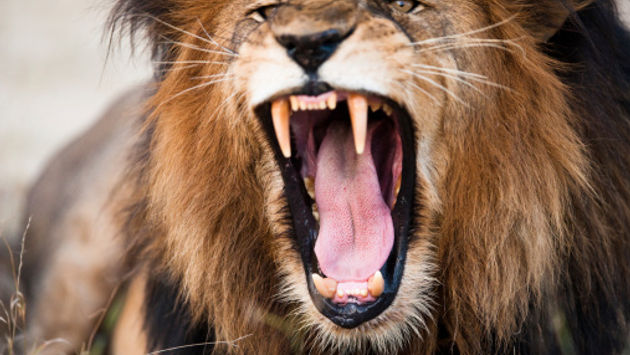 American woman killed in lion attack in South African park