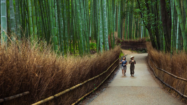 Kyoto, Japan, Bamboo forest, Arashiyama bamboo forest, G Adventures