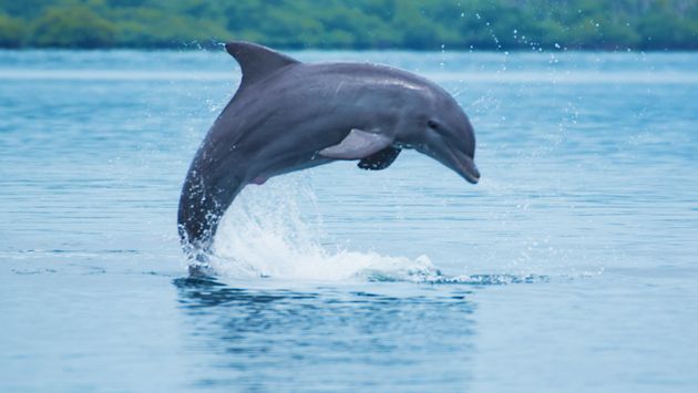Another Dolphin Death, Another Reason Why Marine Animals Should Not Be in  Captivity | TravelPulse