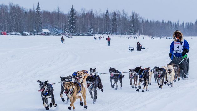 A musher and sled dogs during the Iditarod