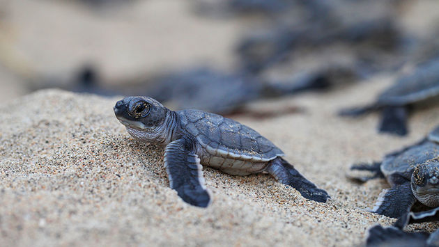 Riviera Nayarit, sea turtle, baby sea turtle