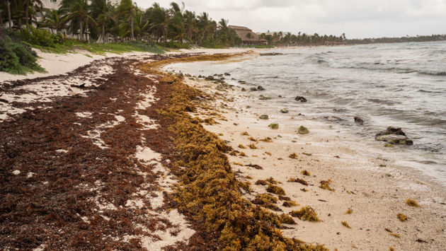 Sargassum collecting on the beaches of the Mexican Caribbean. 