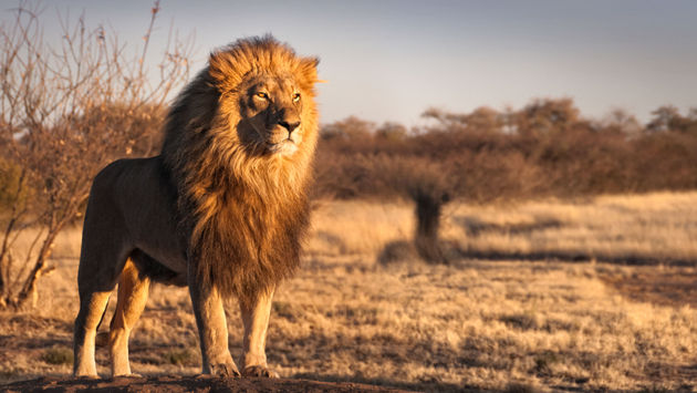 African lion surveying the savannah