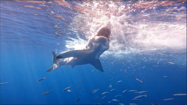 Shark diving off the coast of California
