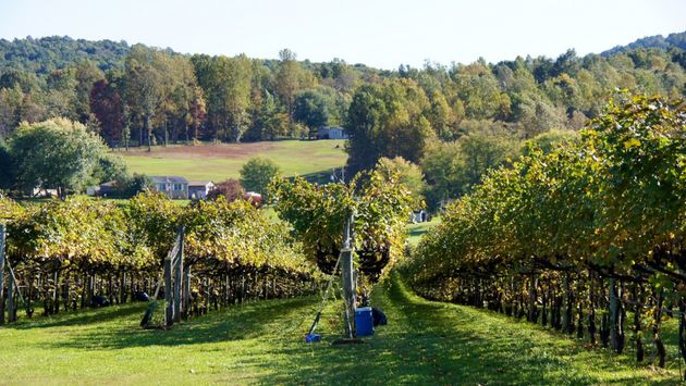 Scenery of Virginia's wine country north of Charlottesville