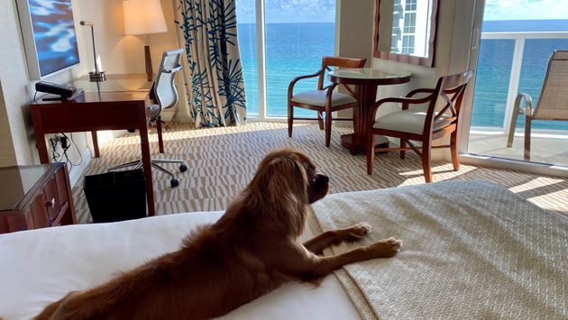 Trump International Beach Resort, dog, hotel, pet friendly, Miami