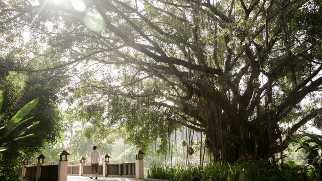 Banyan Tree Launches Wellbeing Resort Veya in Phuket | TravelPulse