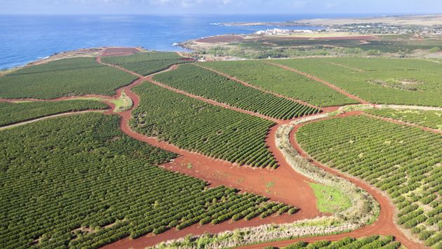 Coffee Plantations By The Coast, Kauai