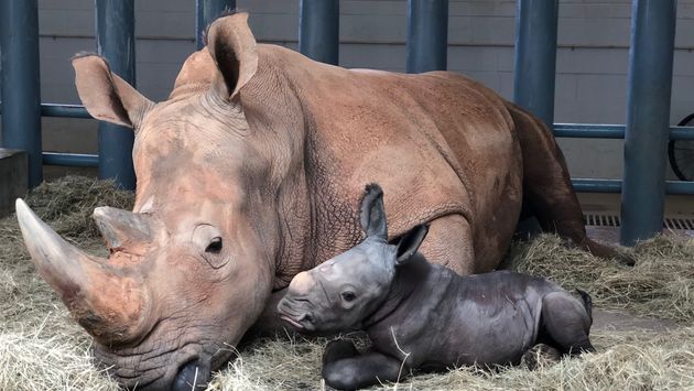 Baby Rhino Born at Disney’s Animal Kingdom