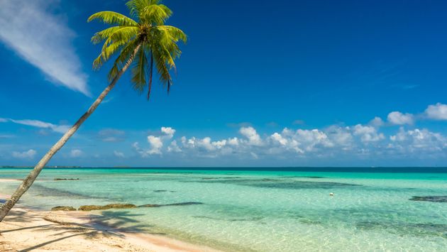 Coconut tree in a beach in Tikehau, Tahiti