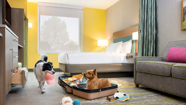 Latin America is experiencing a growing trend of pet-friendly tourism. (Photo via Hilton).