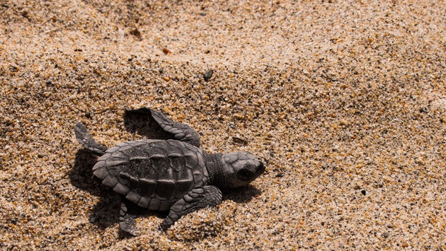 The green pearl of the Mexican Pacific has positioned itself as a tourist destination committed to the conservation and preservation of sea turtles.