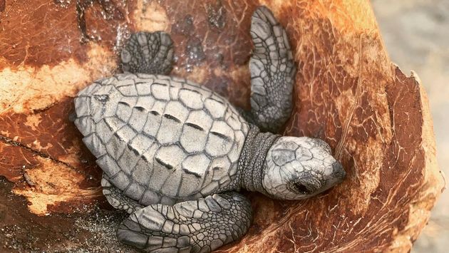 In Puerto Vallarta, there is the possibility of accompanying a baby turtle to the sea since there are different turtle camps
