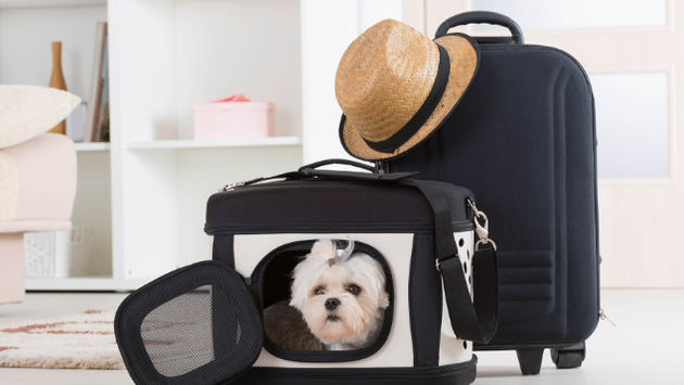 Los viajeros deben cumplir con las normas establecidas por los hoteles que aceptan mascotas.  (Imagen vía humonia/iStock/Getty Images Plus).