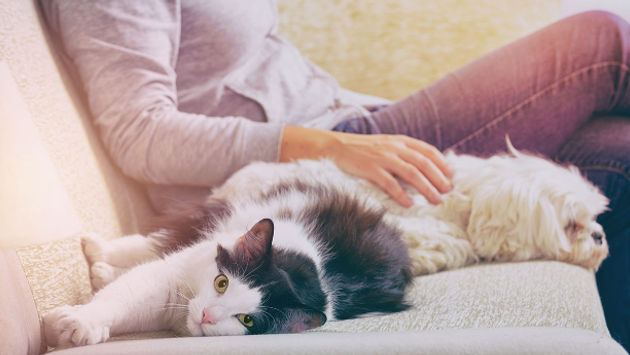 Many hotels accept small and medium cats and dogs.  (Photo via humonia / iStock / Getty Images Plus).