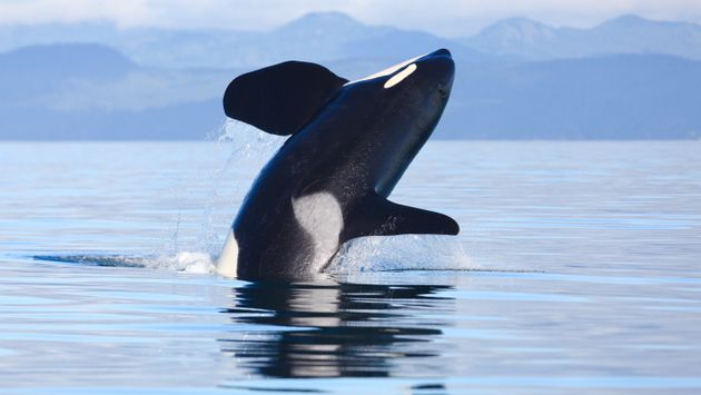 Southern Resident male killer whale K35 in Juan de Fuca strait as J's & K's make their way back into the waters of the Salish Sea. (photo courtesy of MarkMalleson /iStock / Getty Images) Plus