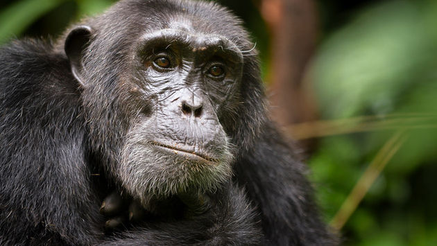 A Chimpanzee on Ngamba Island on Lake Victoria in Uganda