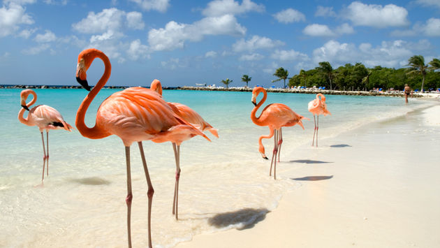 Flamingos standing close to the sea on a beach in Aruba.