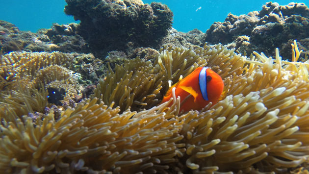 Clownfish residing on the Great Barrier Reef