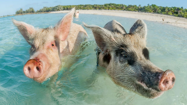 Two of the famous swimming pigs of Exuma, Bahamas.