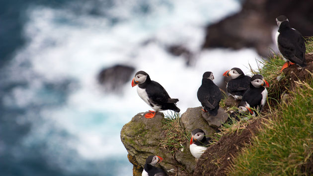 Group of atlantic puffins overlooking the sea at Mykines, Faroe Islands (photo via spumador / iStock / Getty Images Plus)